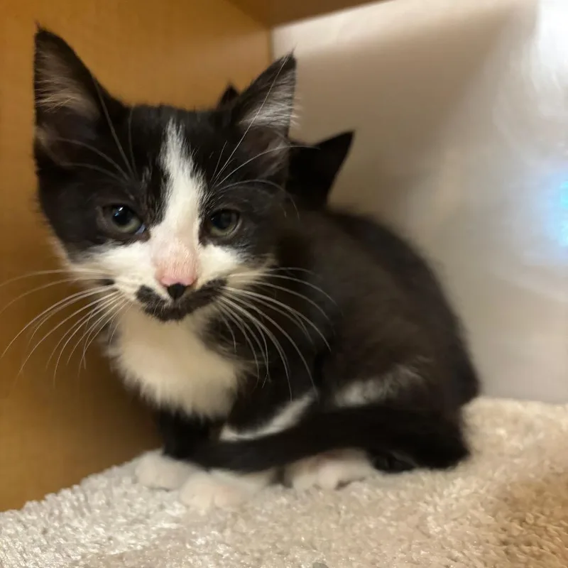 A baby small-sized male Domestic Short Hair cat named Denny's for adoption in Washington Township, OH