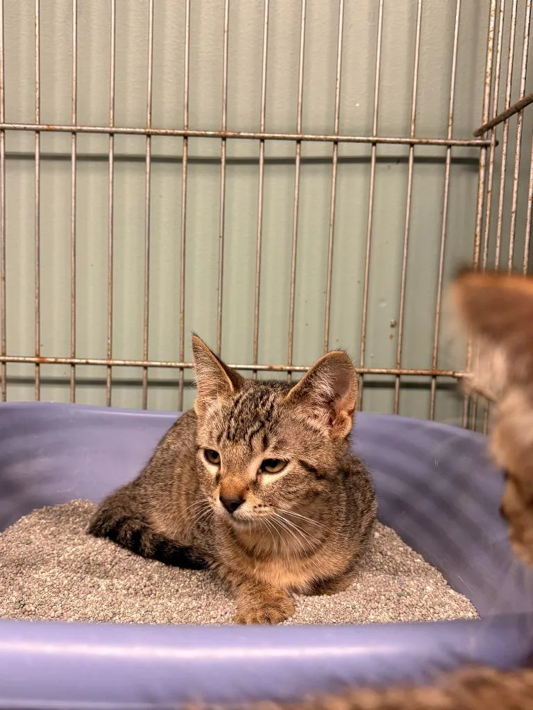 A baby large-sized female Domestic Short Hair cat named Luna for adoption in Rensselaer, IN