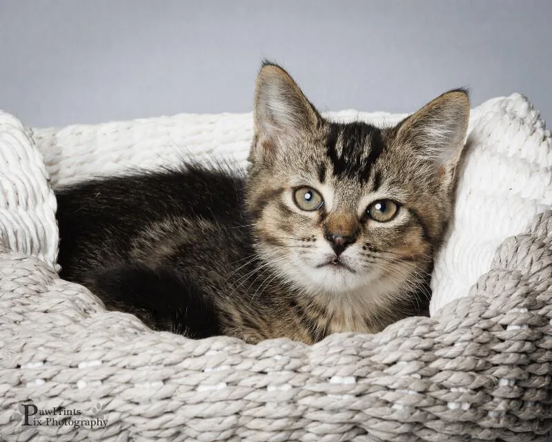 A young medium-sized male Tabby (Tiger Striped) Domestic Short Hair cat named Frank for adoption in Maryville, TN