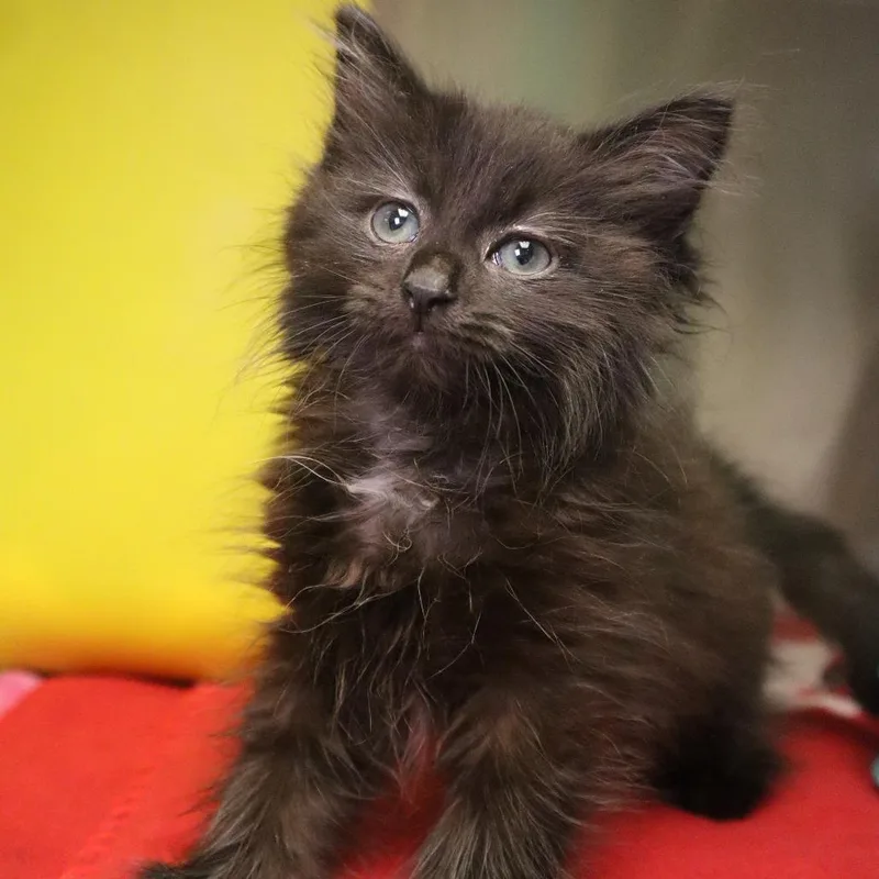 A baby small-sized female Black Domestic Medium Hair cat named Iyo Sky for adoption in Waukesha, WI
