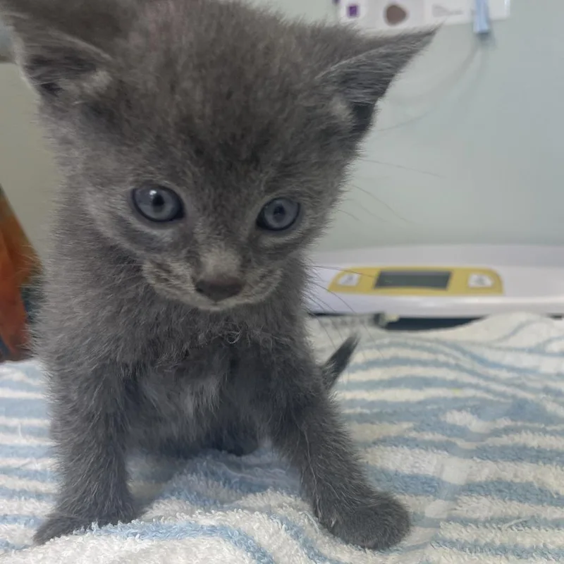 A baby small-sized male Domestic Short Hair cat named Chord for adoption in Cumming, GA