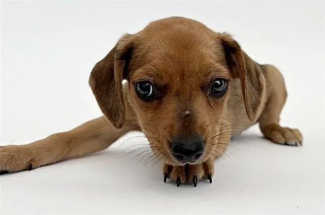 A baby small-sized female Terrier dog named Cherry for adoption in Saint Louis, MO