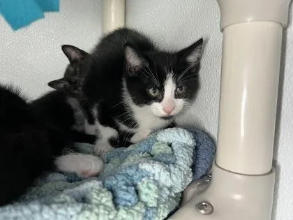 A baby medium-sized male Domestic Short Hair cat named Socks for adoption in Elmira, NY