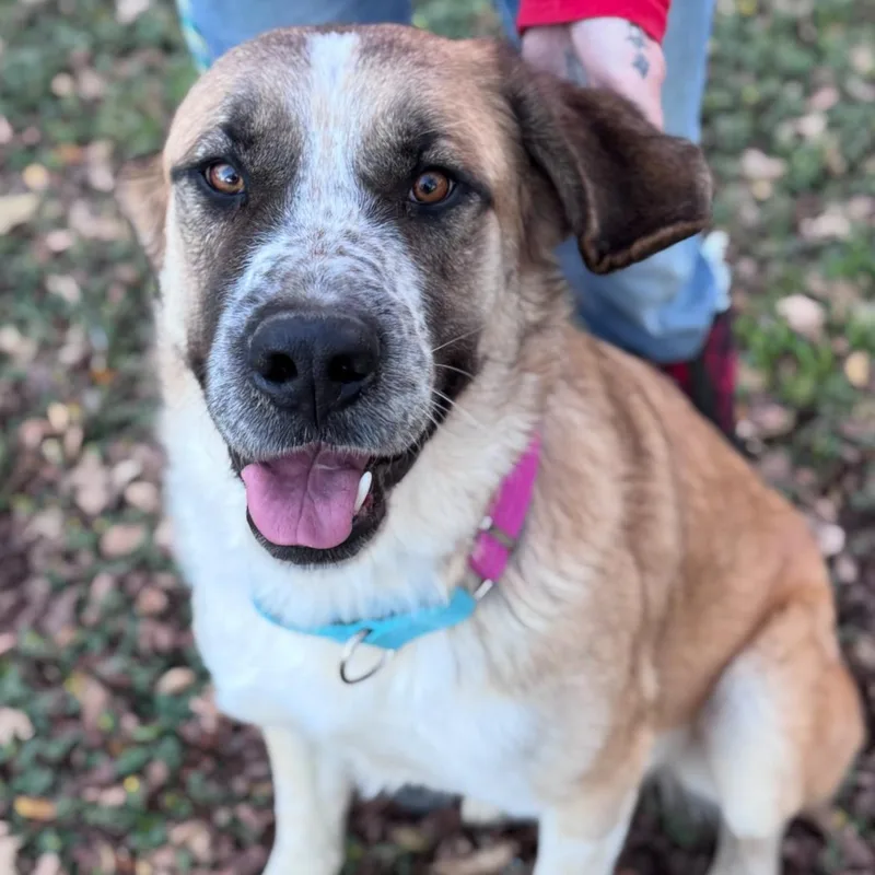 An adult large-sized male Tricolor (Brown, Black, & White) Saint Bernard dog named Beau for adoption in Magnolia, TX