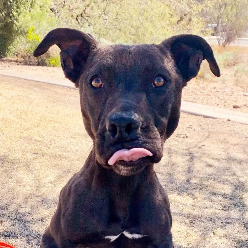 An adult medium-sized male Pit Bull Terrier dog named Abel for adoption in Phoenix, AZ