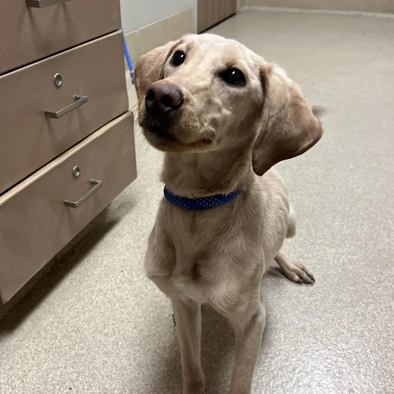 A young small-sized female Yellow / Tan / Blond / Fawn Labrador Retriever dog named Duckie for adoption in Bristol, IN