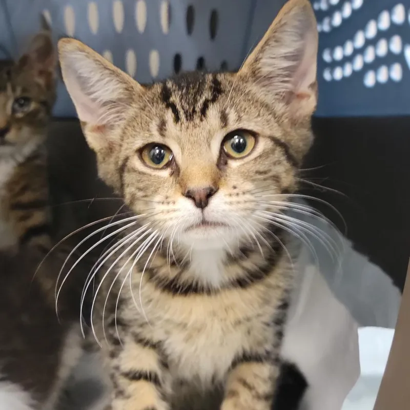 A baby small-sized male Brown / Chocolate Domestic Short Hair cat named Maurice for adoption in Sarasota, FL