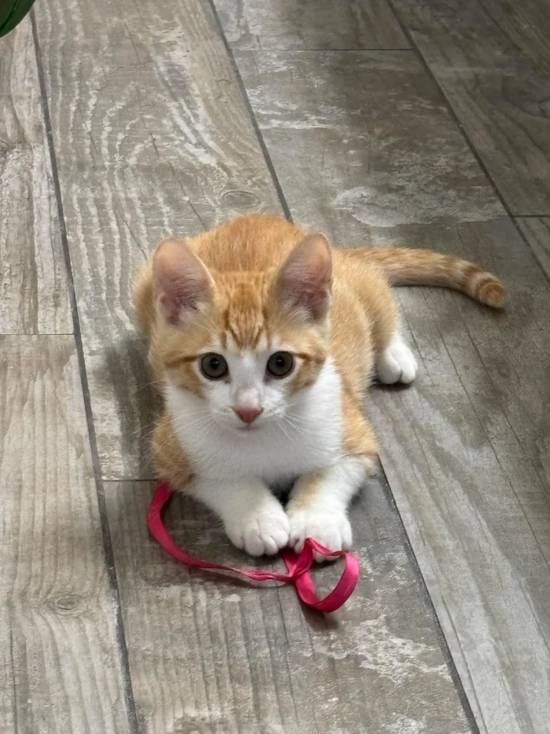 A baby medium-sized male Orange & White Domestic Short Hair cat named Harry for adoption in San Antonio, TX
