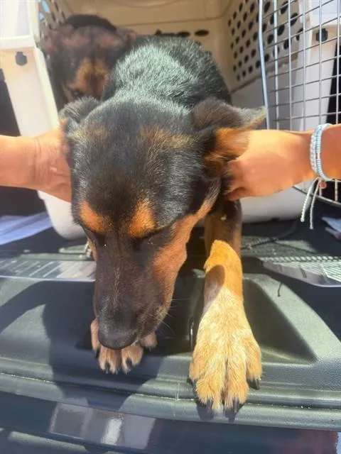 A baby small-sized female German Shepherd Dog dog named A for adoption in Stockton, CA