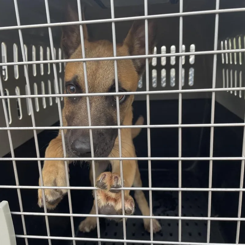 A baby small-sized male Apricot / Beige Belgian Shepherd / Malinois dog named Rex for adoption in Lake Jackson, TX