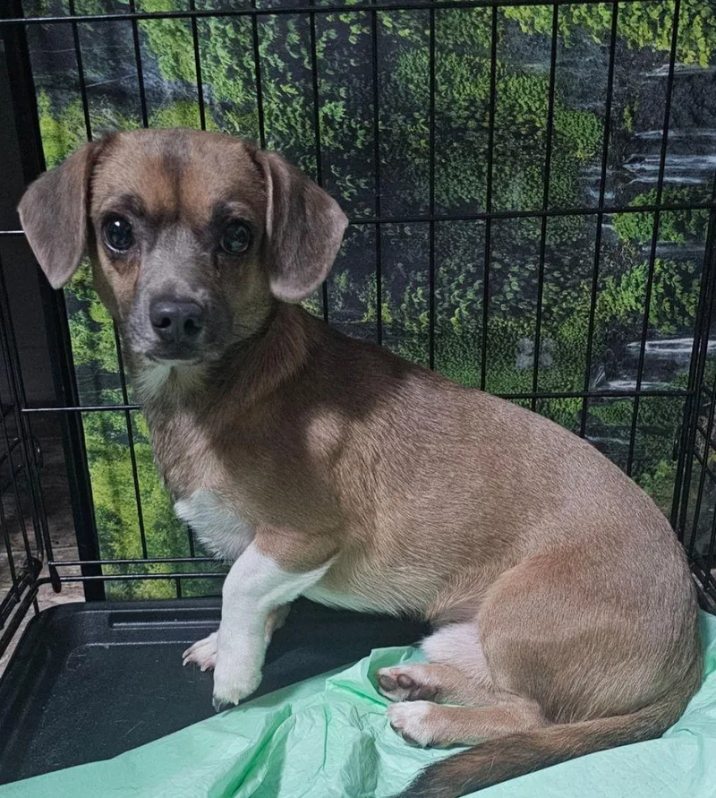 Pimbi  Pro Tailwagger