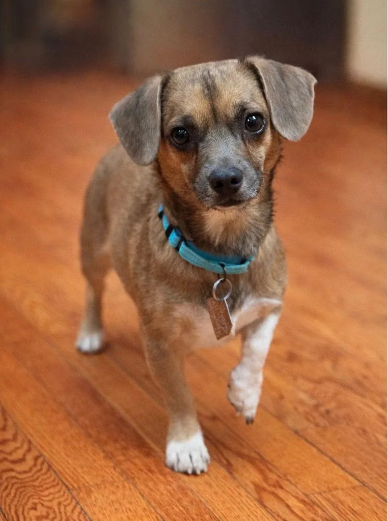 Pimbi  Pro Tailwagger thumbnail 2