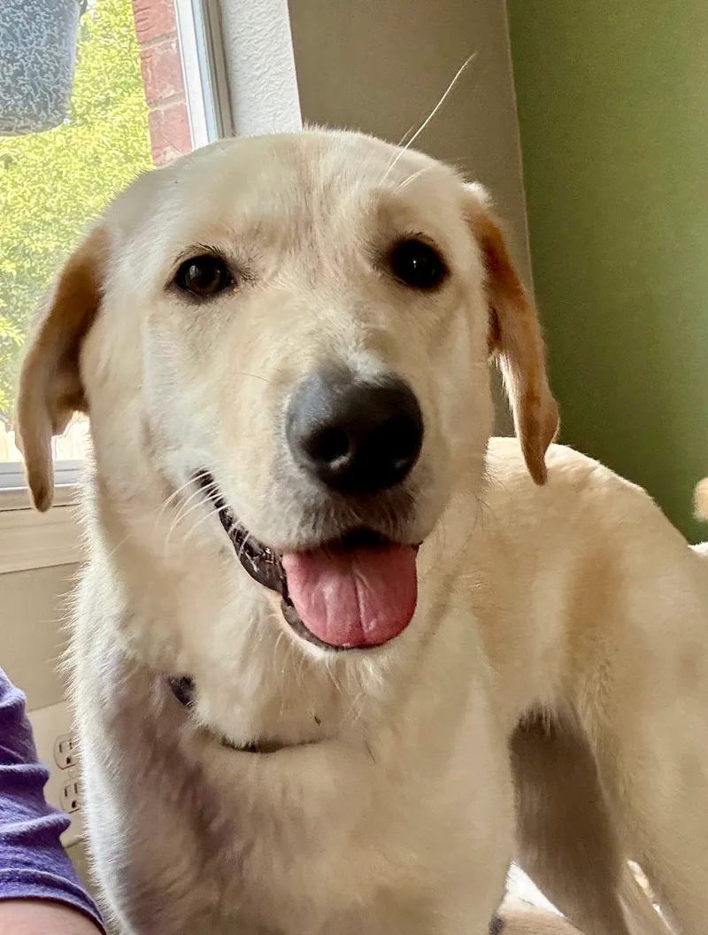 A young medium-sized female Tan Golden Retriever dog named Wren for adoption