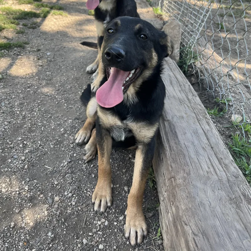 A baby medium-sized male Black German Shepherd Dog dog named Barron for adoption in Fairmont, MN