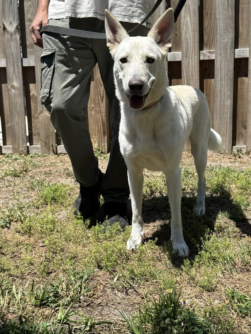 An adult large-sized female White German Shepherd dog named Snowygirl for adoption in Londonderry, NH