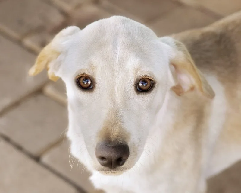 Little Miss thumbnail 4