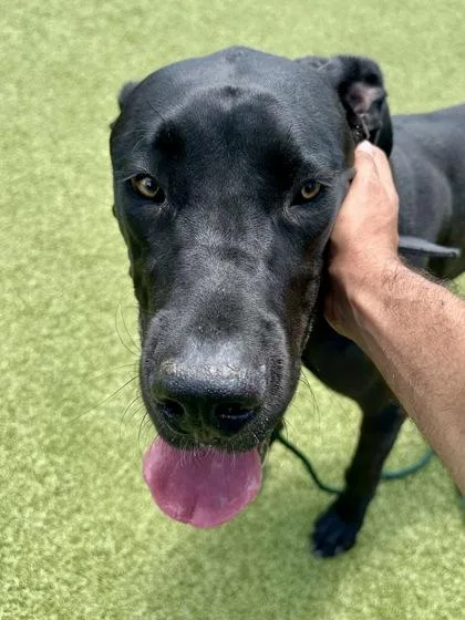 A young extra large-sized male Black Mixed Breed dog named Scott for adoption in Wichita, KS