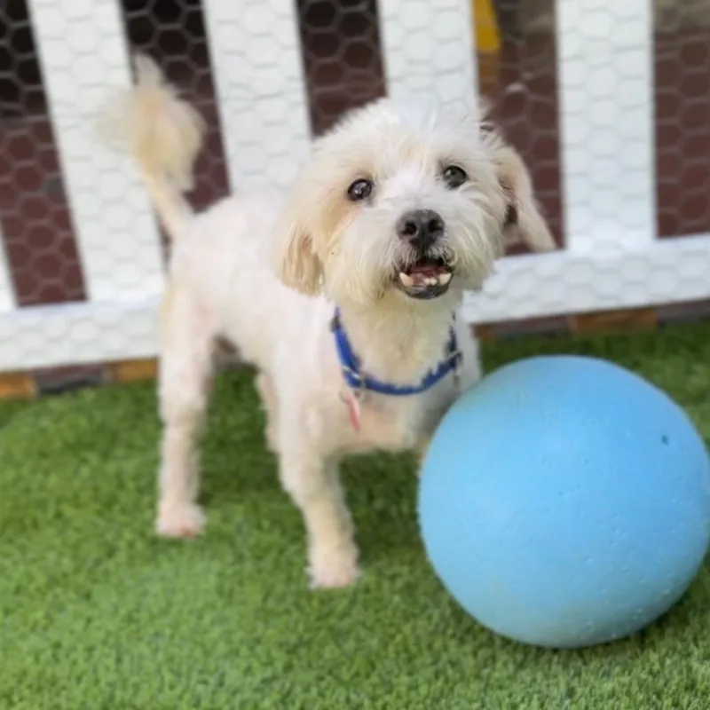 Sensei A thumbnail 5