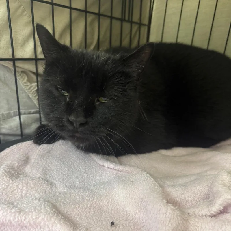 An adult large-sized female Black Domestic Short Hair cat named Binx for adoption in Normal, IL