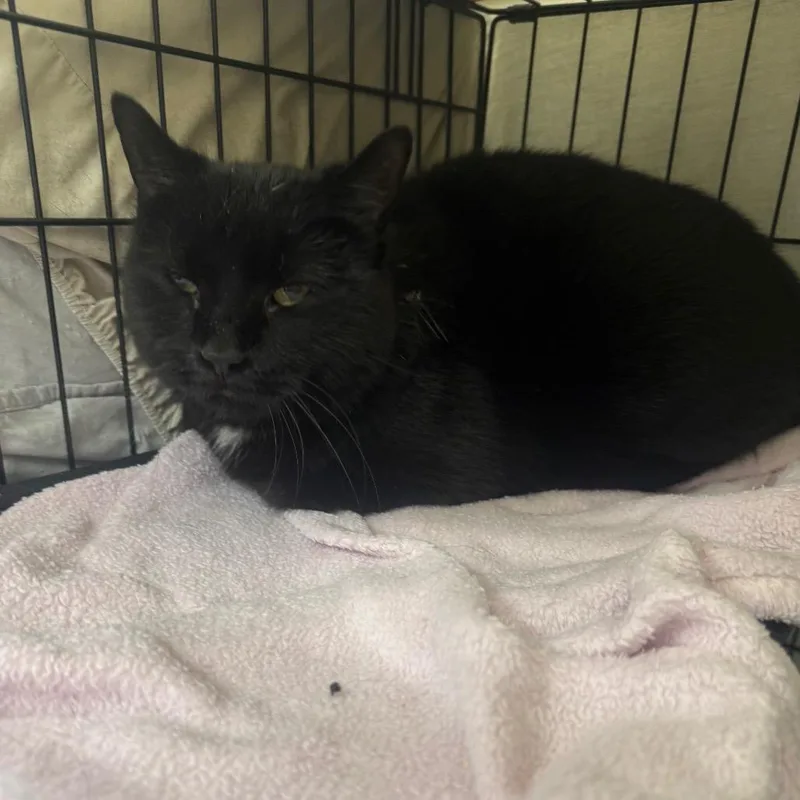 Binx thumbnail 2