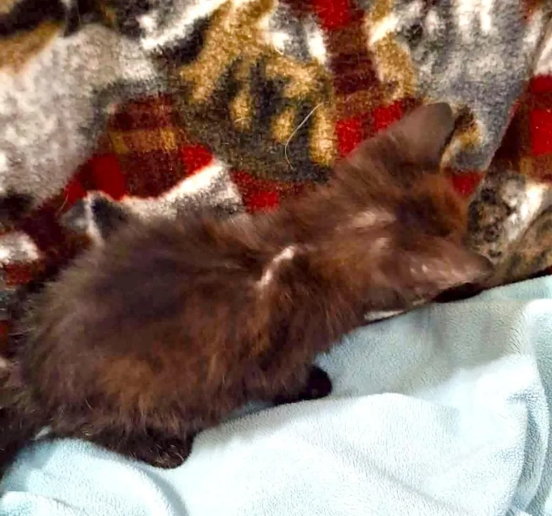 Hudson thumbnail 2