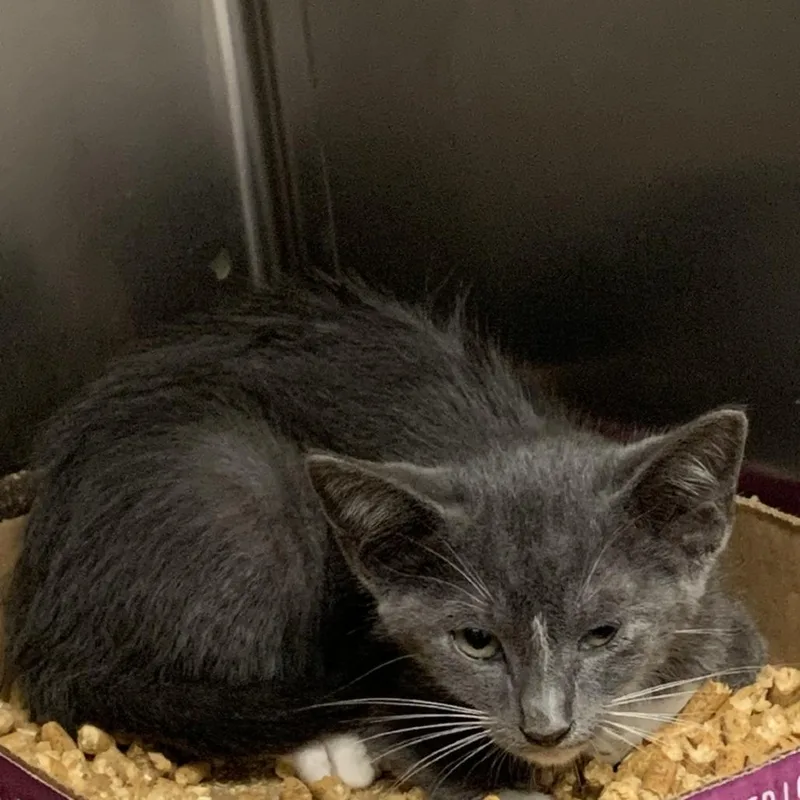 A baby small-sized female Gray / Blue / Silver Domestic Short Hair cat named Sprinkles for adoption in Dickinson, TX