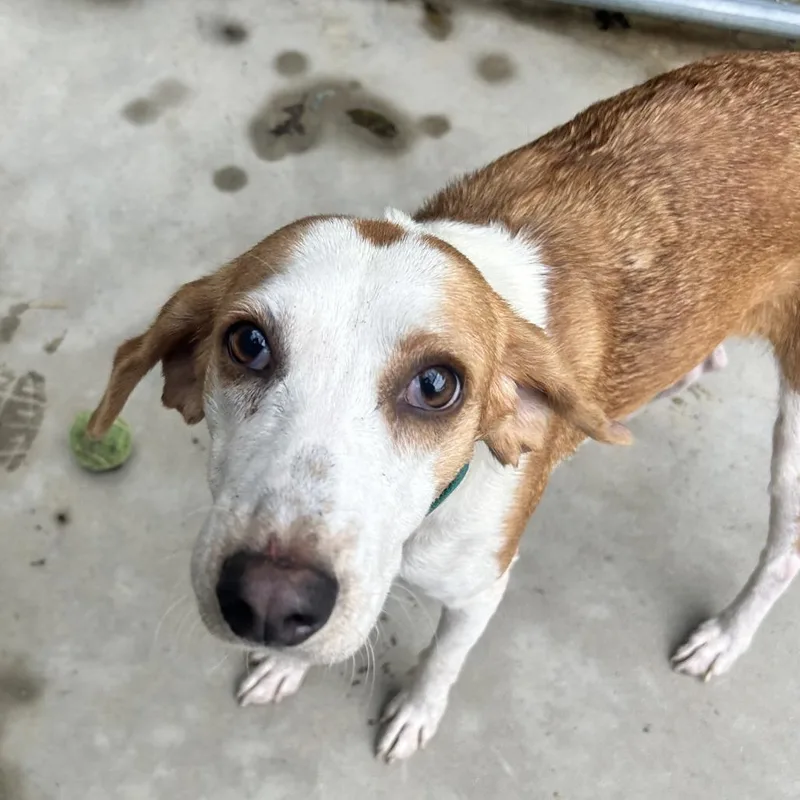 A senior medium-sized female Yellow / Tan / Blond / Fawn Hound dog named Acorn for adoption in Troy, VA