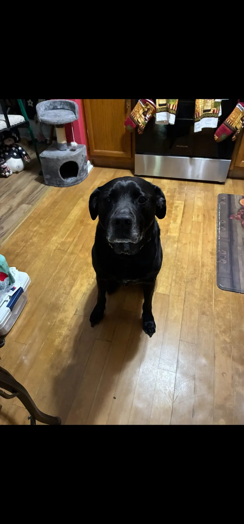 A senior extra large-sized male Black Labrador Retriever dog named Russ for adoption