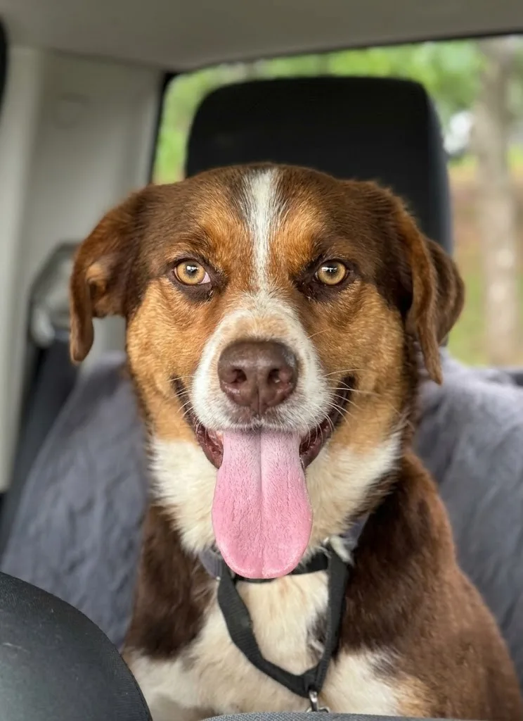 A young large-sized male Brown tricolor Australian Cattle Dog / Blue Heeler dog named Bo for adoption