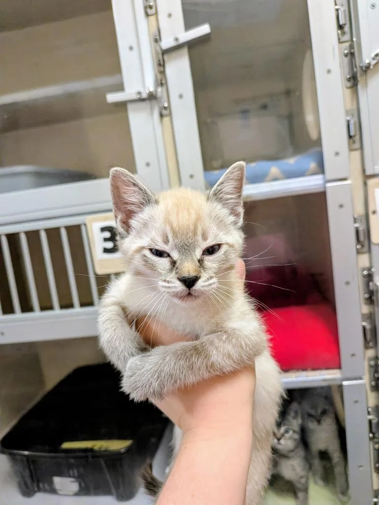 A baby medium-sized female Domestic Short Hair cat named Daisy for adoption in Richland Hills, TX