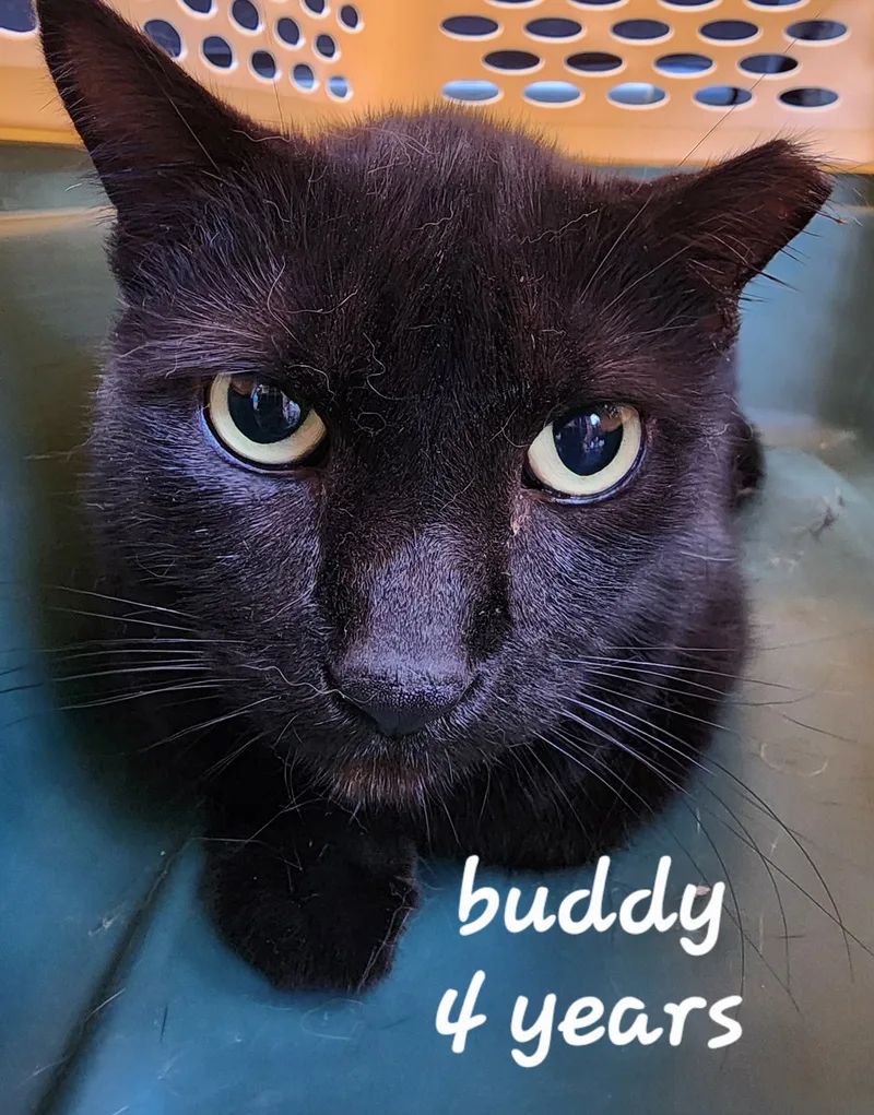 Angel, Buddy, Lovebug thumbnail 3