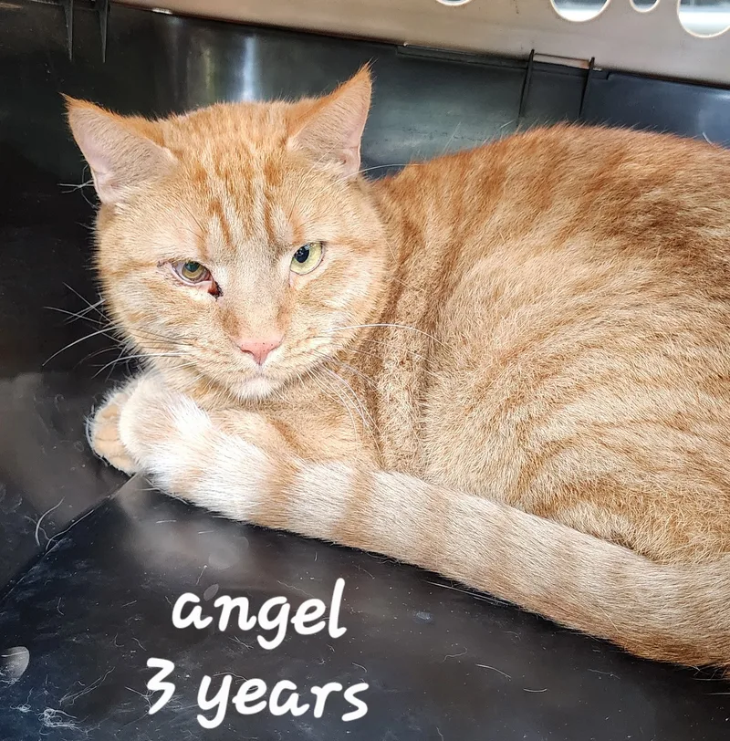 Angel, Buddy, Lovebug thumbnail 2