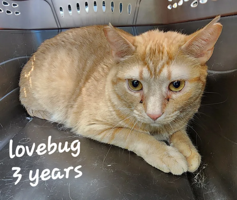 An adult small-sized male Black Tabby cat named Angel, Buddy, Lovebug for adoption