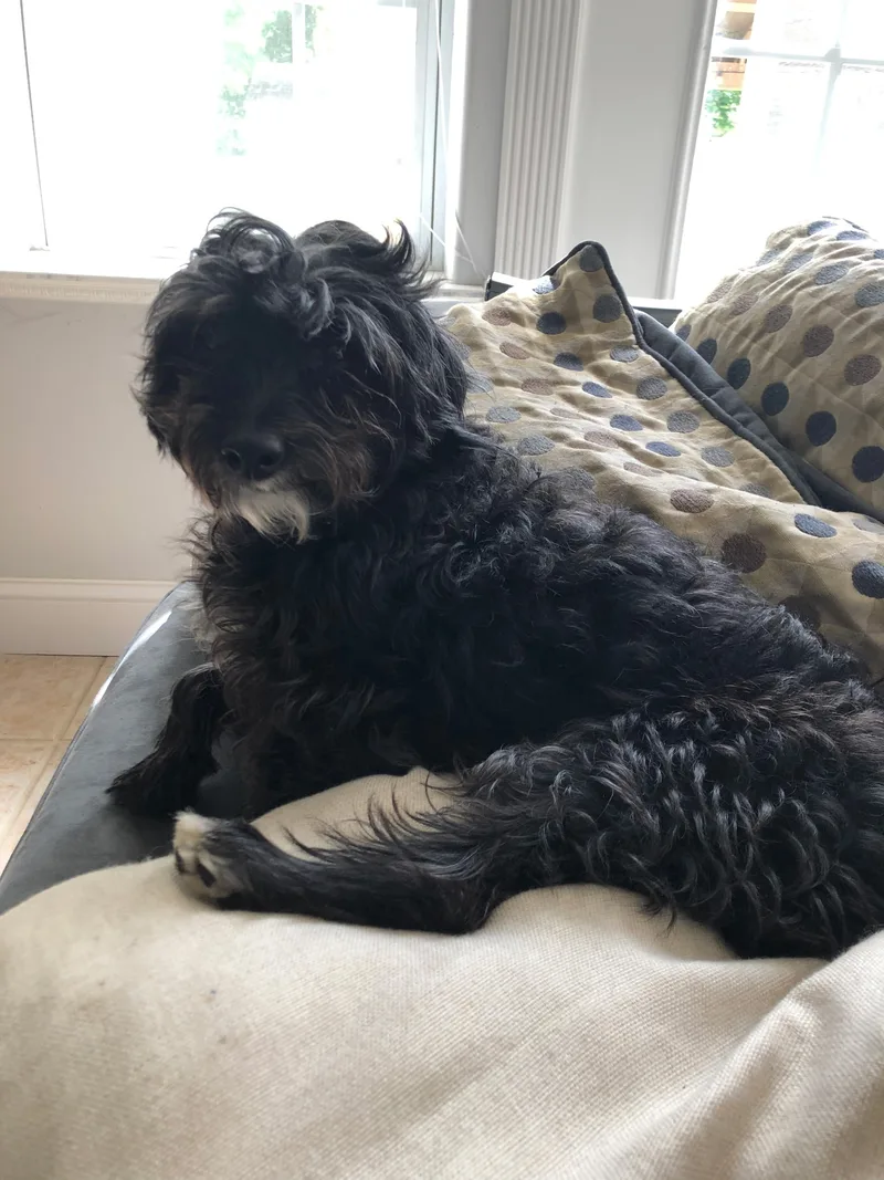 A senior small-sized male Black Shih poo dog named Tiki for adoption
