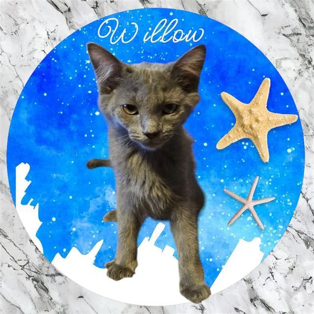 Willow