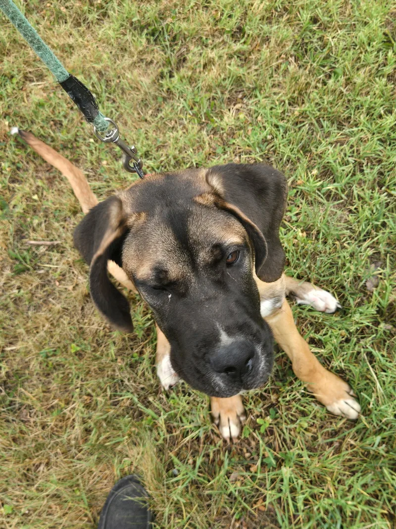 A young medium-sized male Brown Saint Bernard dog named Clifford for adoption