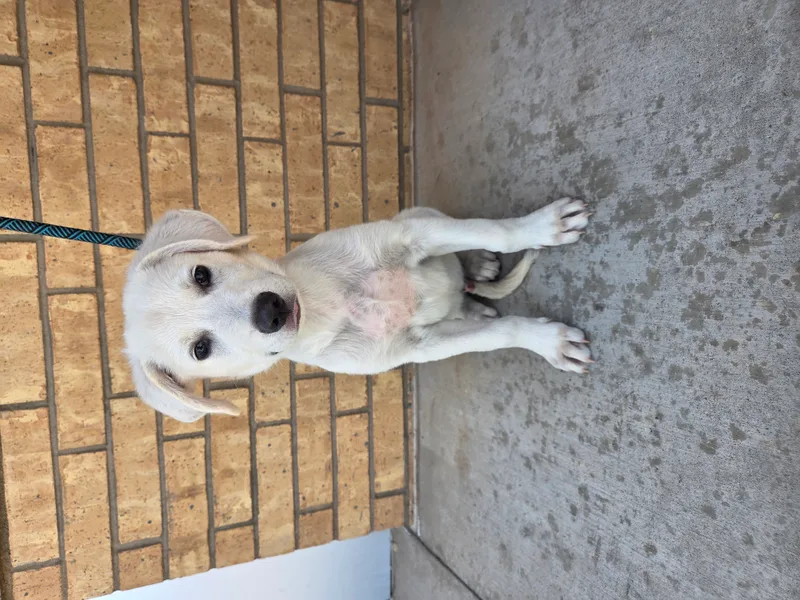 A baby small-sized male White Great Pyrenees dog named Blaze for adoption