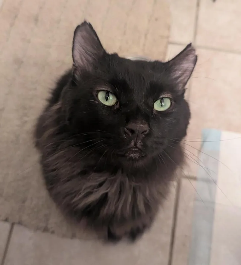 An adult medium-sized male Domestic Long Hair cat named Buddy O'Malley for adoption in Chandler, AZ