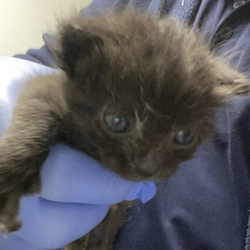A baby small-sized male Black Domestic Short Hair cat named Panchito for adoption in Harrisonburg, VA