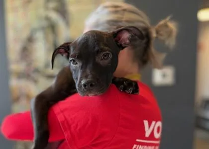 A baby medium-sized female Mixed Breed dog named Noodle for adoption in West Chester, PA