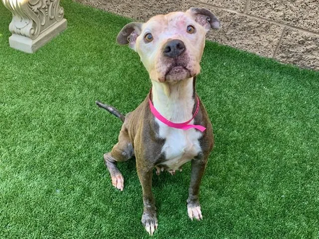 An adult medium-sized female Gray / Blue / Silver Pit Bull Terrier dog named Save Me Please! Daisy for adoption in San Marcos, CA