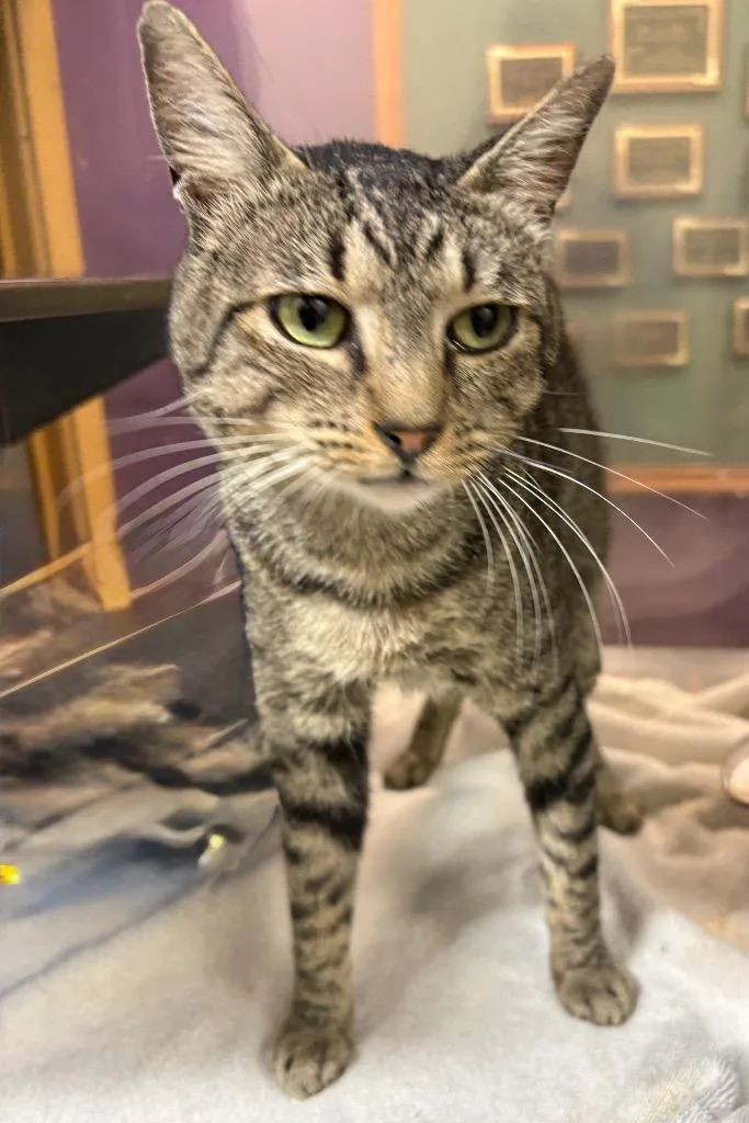 A young medium-sized male Tabby cat named Diego for adoption in Little Rock, AR