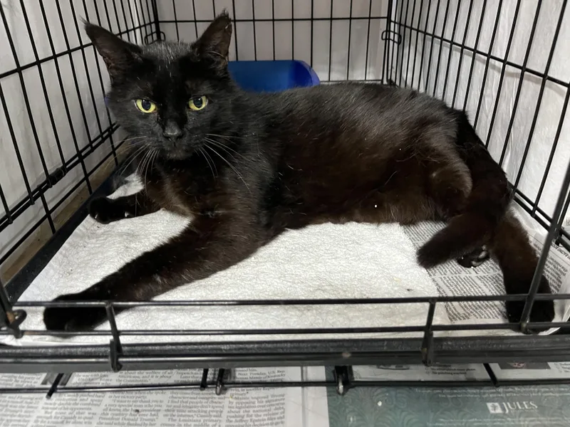 A senior medium-sized male Black Domestic Short Hair cat named Chandler for adoption in Williamsburg, VA