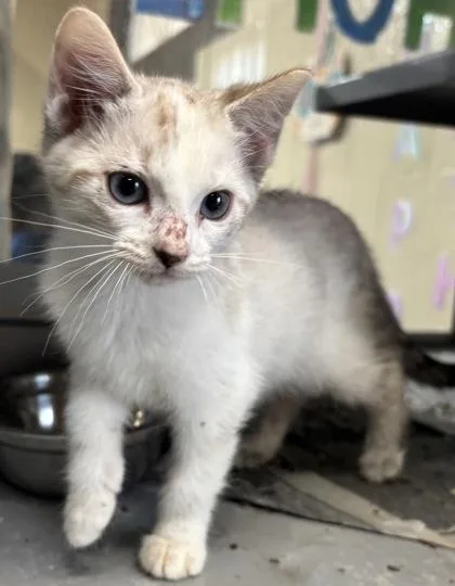 A baby small-sized female Buff & White Domestic Short Hair cat named Starla for adoption in Harlingen, TX