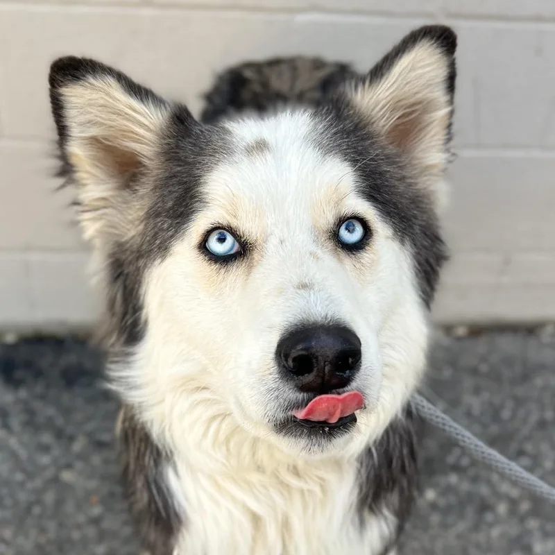 Abraham thumbnail 2