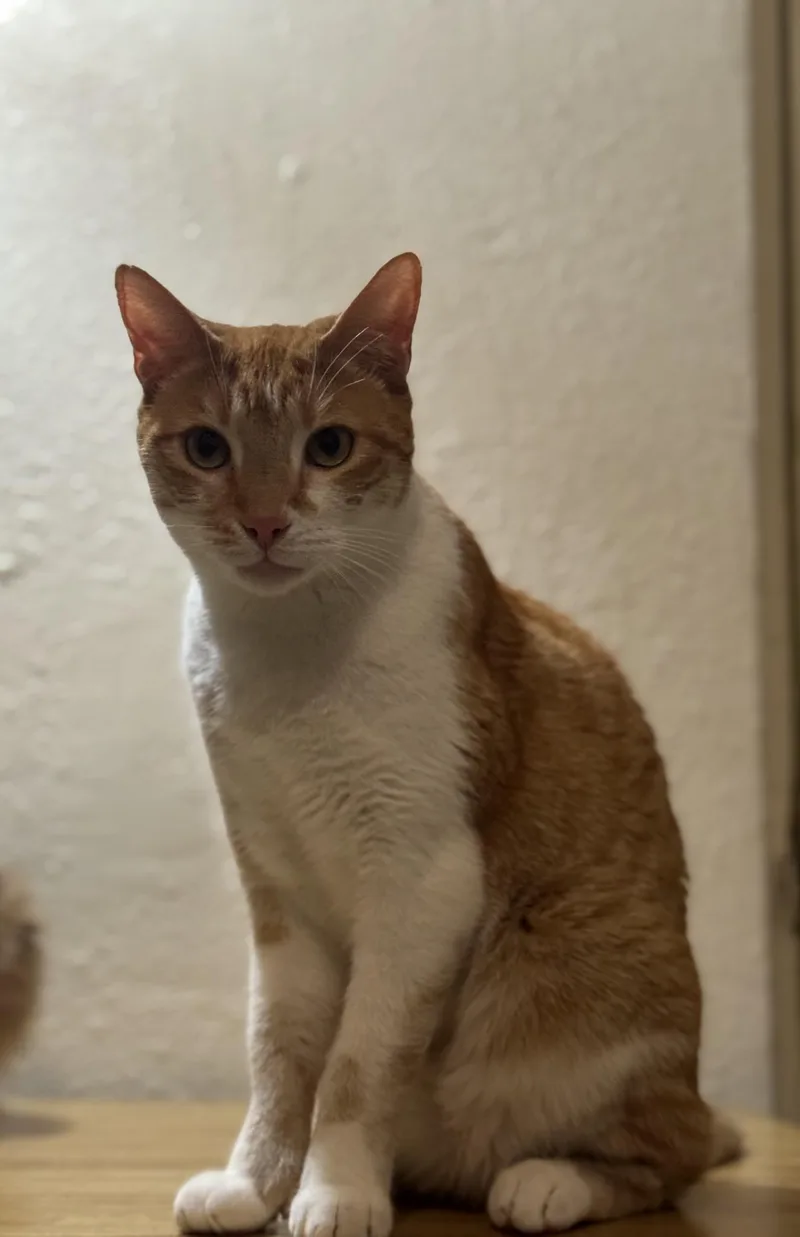 Skittles thumbnail 4