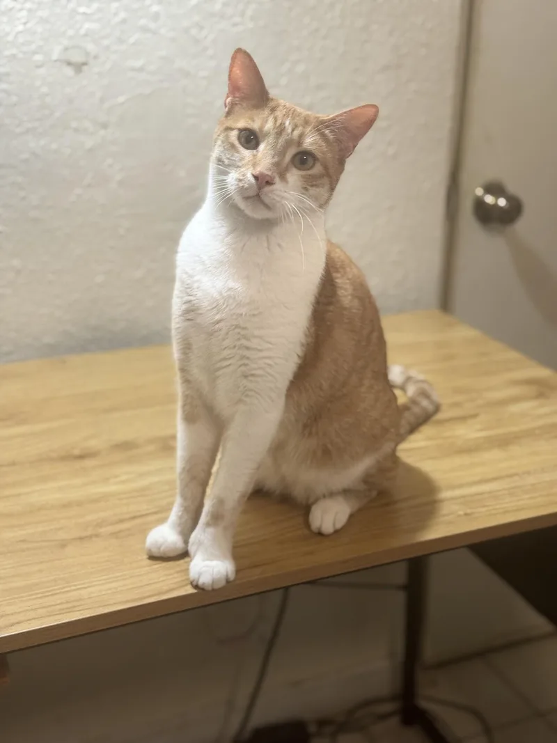 Skittles thumbnail 5