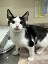 A young medium-sized female Black & White / Tuxedo Domestic Short Hair cat named Tempo for adoption in Manitowoc, WI