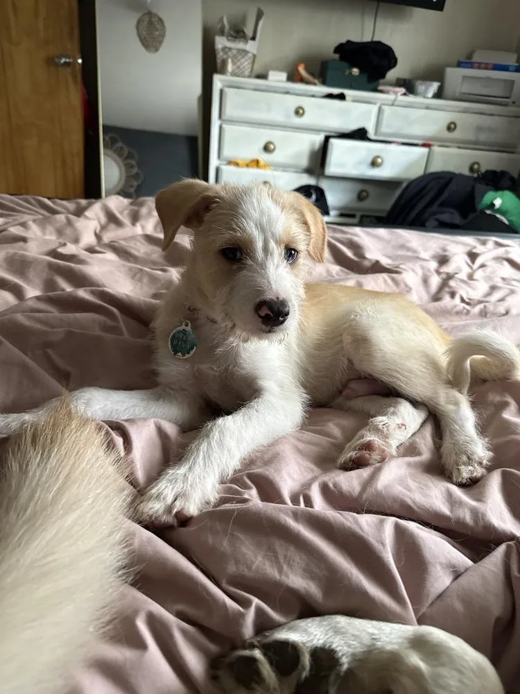 A baby medium-sized male Mixed Breed dog named Zander for adoption in Amherst, NY