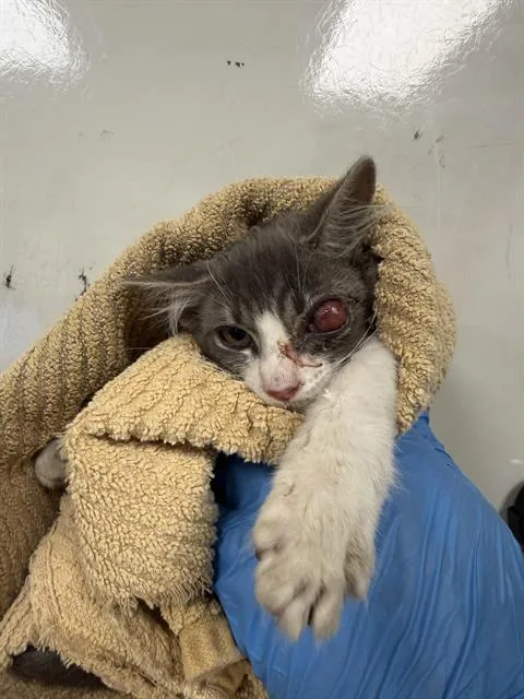A baby small-sized female Domestic Short Hair cat named Miley for adoption in Ontario, CA